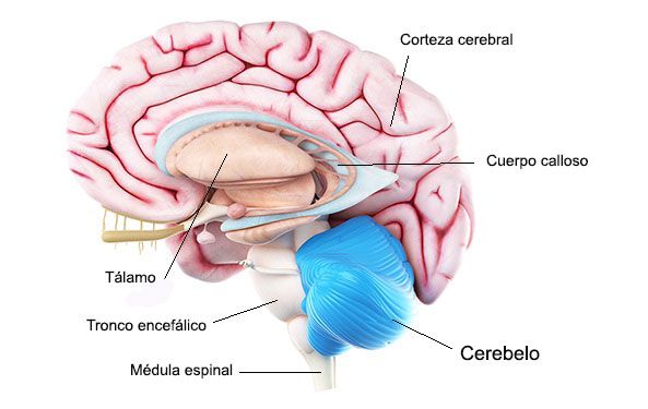 cerebelo-anatomia1